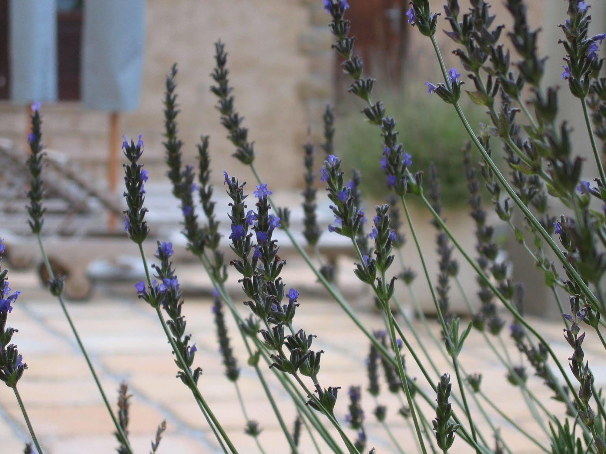 Auberge Provence Hermanus Luaran gambar